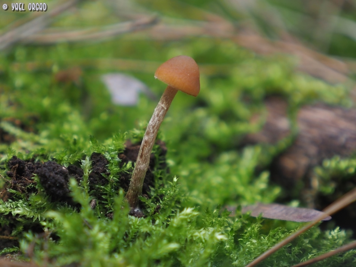 Galerina sp. small magical mushroom, I don&#039;t know the species. <br />
another view:<br />
<figure class="photo"><a href="https://www.jungledragon.com/image/145191/galerina_sp.html" title="Galerina sp."><img src="https://s3.amazonaws.com/media.jungledragon.com/images/3519/145191_thumb.JPG?AWSAccessKeyId=05GMT0V3GWVNE7GGM1R2&Expires=1765411210&Signature=u6fKi7zi8PeRnQg1J7MZfrCEvIc%3D" width="200" height="150" alt="Galerina sp. small magical mushroom, I don&#039;t know the species. <br />
another view: <br />
https://www.jungledragon.com/image/145192/galerina_sp.html Geotagged,Israel,Winter,galerina" /></a></figure> Geotagged,Israel,Winter,galerina