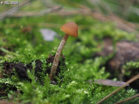 Galerina sp. small magical mushroom, I don't know the species. 
another view:
https://www.jungledragon.com/image/145191/galerina_sp.html Geotagged,Israel,Winter,galerina