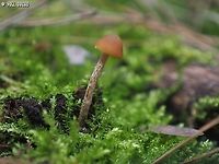 Galerina sp. small magical mushroom, I don't know the species. <br />
another view:<br />
https://www.jungledragon.com/image/145191/galerina_sp.html Geotagged,Israel,Winter,galerina