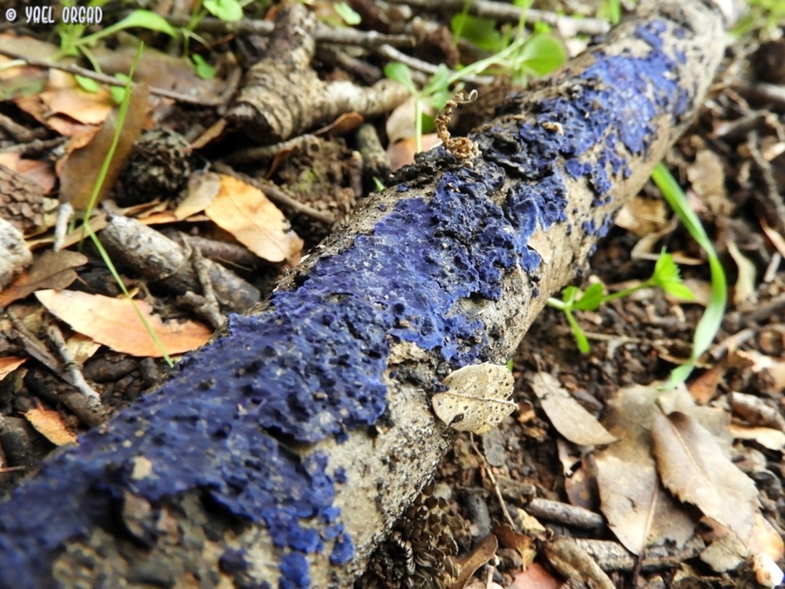 Cobalt Crust Terana caerulea Cobalt Crust,Geotagged,Israel,Terana caerulea,Winter