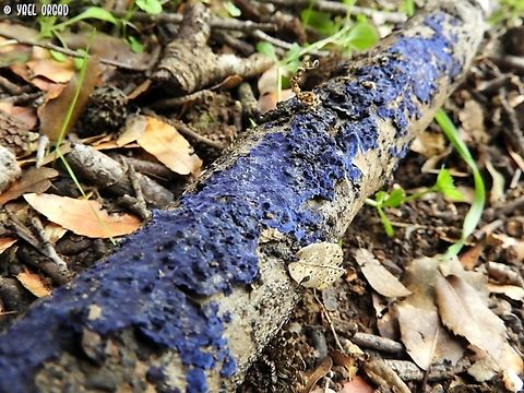 Cobalt Crust Terana caerulea Cobalt Crust,Geotagged,Israel,Terana caerulea,Winter