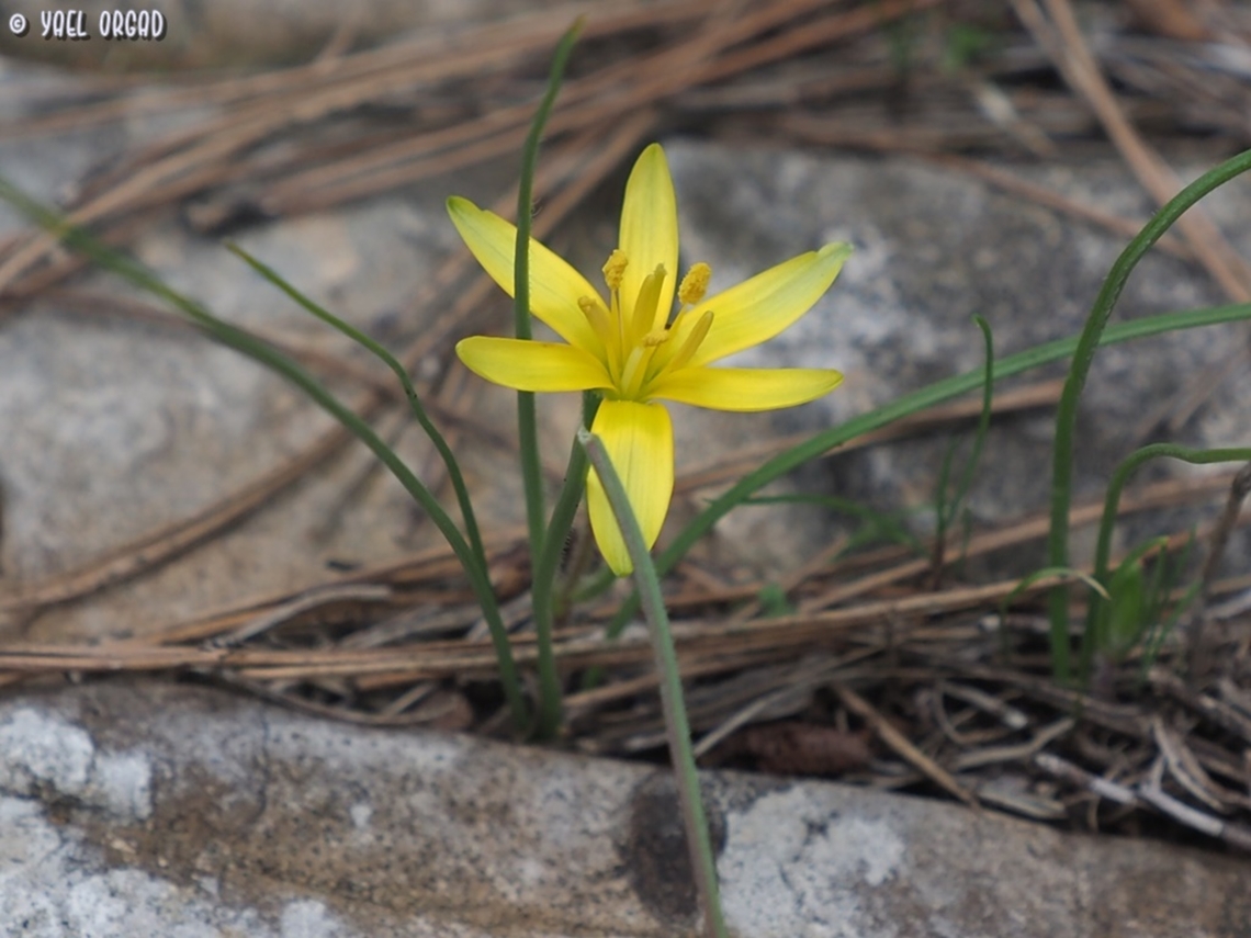 Gagea chlorantha  Gagea chlorantha,Geotagged,Israel,Winter