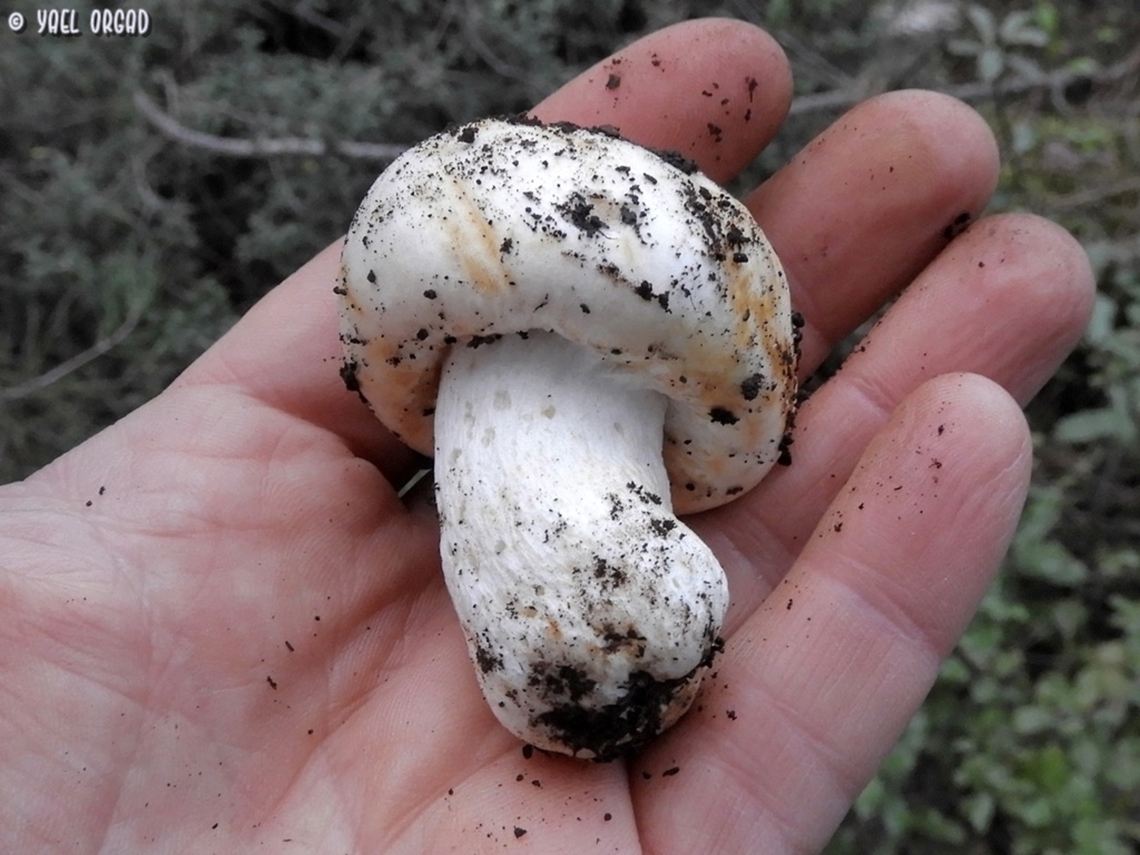 Russula galileensis  Geotagged,Israel,Russula galileensis,Winter
