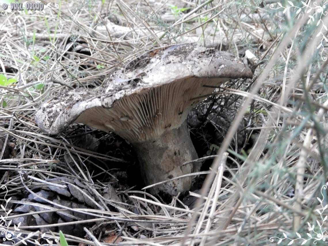 an intriguing Russula I found this mushroom, maybe it is Russula nigricans - but we&#039;re not sure yet. it was passed for genetics, so hopefully we&#039;ll know at some point... <br />
another pic: <br />
<figure class="photo"><a href="https://www.jungledragon.com/image/145197/an_intriguing_russula.html" title="an intriguing Russula"><img src="https://s3.amazonaws.com/media.jungledragon.com/images/3519/145197_thumb.JPG?AWSAccessKeyId=05GMT0V3GWVNE7GGM1R2&Expires=1765411210&Signature=45qYa%2BTCLg27f5CNEVKXrglWN3w%3D" width="200" height="150" alt="an intriguing Russula I found this mushroom, maybe it is Russula nigricans - but we&#039;re not sure yet. it was passed for genetics, so hopefully we&#039;ll know at some point... <br />
another pic: <br />
https://www.jungledragon.com/image/145196/an_intriguing_russula.html Geotagged,Israel,Winter" /></a></figure> Geotagged,Israel,Winter
