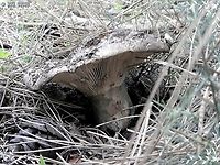 an intriguing Russula I found this mushroom, maybe it is Russula nigricans - but we're not sure yet. it was passed for genetics, so hopefully we'll know at some point... <br />
another pic: <br />
https://www.jungledragon.com/image/145197/an_intriguing_russula.html Geotagged,Israel,Winter
