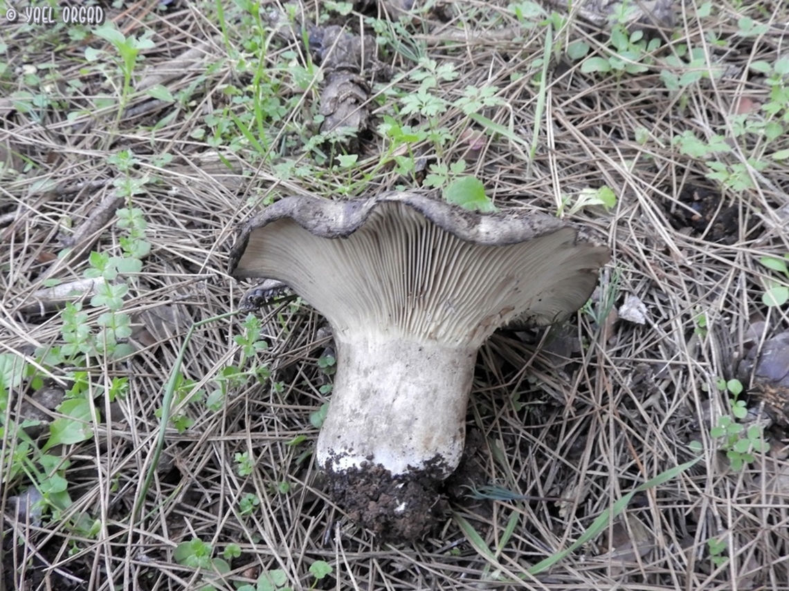 an intriguing Russula I found this mushroom, maybe it is Russula nigricans - but we&#039;re not sure yet. it was passed for genetics, so hopefully we&#039;ll know at some point... <br />
another pic: <br />
<figure class="photo"><a href="https://www.jungledragon.com/image/145196/an_intriguing_russula.html" title="an intriguing Russula"><img src="https://s3.amazonaws.com/media.jungledragon.com/images/3519/145196_thumb.JPG?AWSAccessKeyId=05GMT0V3GWVNE7GGM1R2&Expires=1765411210&Signature=rlplqOfSi%2B17%2FoEpRFipOew8xeA%3D" width="200" height="150" alt="an intriguing Russula I found this mushroom, maybe it is Russula nigricans - but we&#039;re not sure yet. it was passed for genetics, so hopefully we&#039;ll know at some point... <br />
another pic: <br />
https://www.jungledragon.com/image/145197/an_intriguing_russula.html Geotagged,Israel,Winter" /></a></figure> Geotagged,Israel,Winter