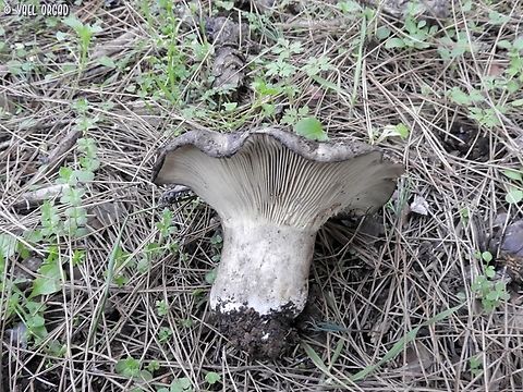 an intriguing Russula I found this mushroom, maybe it is Russula nigricans - but we're not sure yet. it was passed for genetics, so hopefully we'll know at some point... 
another pic: 
https://www.jungledragon.com/image/145196/an_intriguing_russula.html Geotagged,Israel,Winter