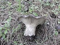 an intriguing Russula I found this mushroom, maybe it is Russula nigricans - but we're not sure yet. it was passed for genetics, so hopefully we'll know at some point... <br />
another pic: <br />
https://www.jungledragon.com/image/145196/an_intriguing_russula.html Geotagged,Israel,Winter