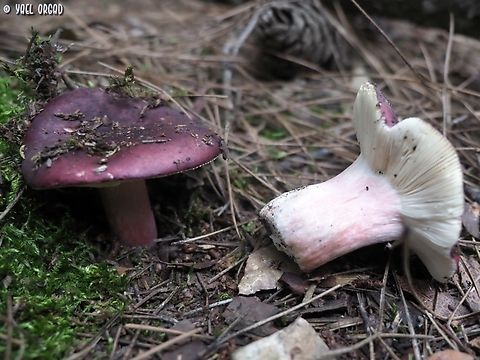 Russula atropurpurea  Geotagged,Israel,Russula atropurpurea,Winter