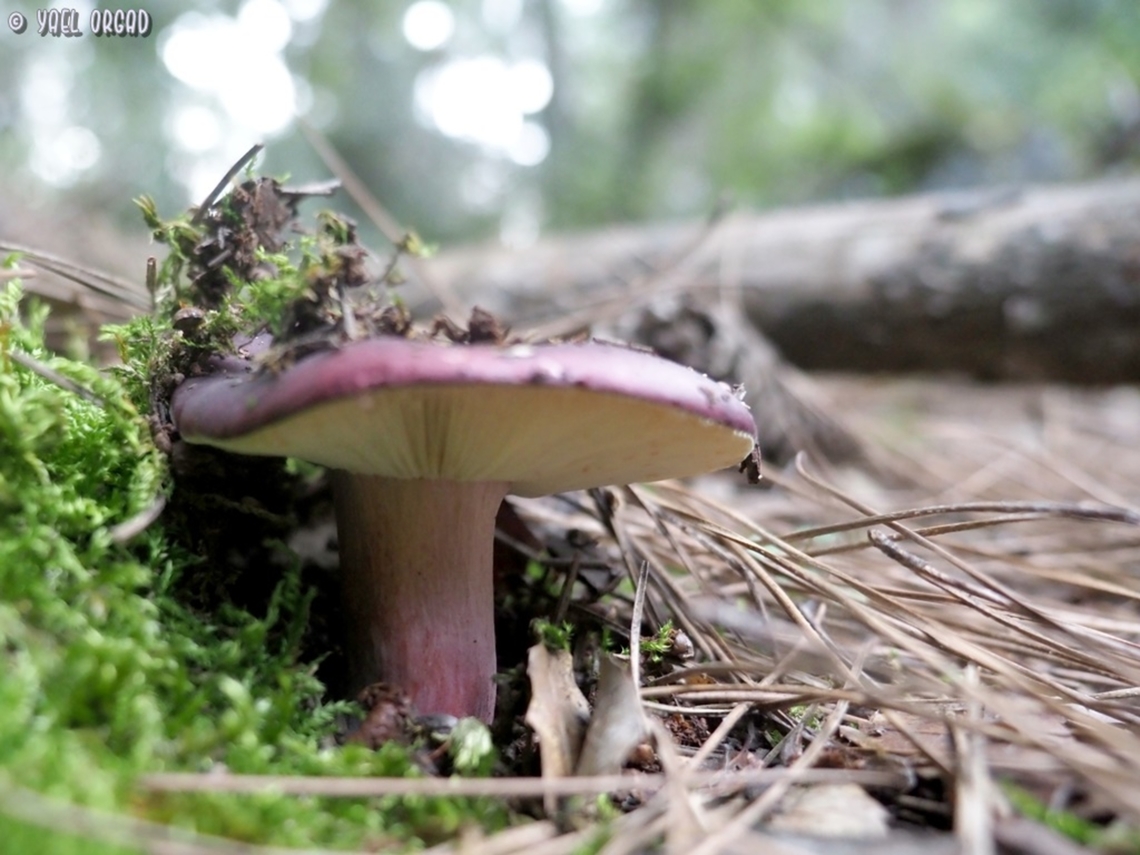 Russula atropurpurea  Geotagged,Israel,Russula atropurpurea,Winter