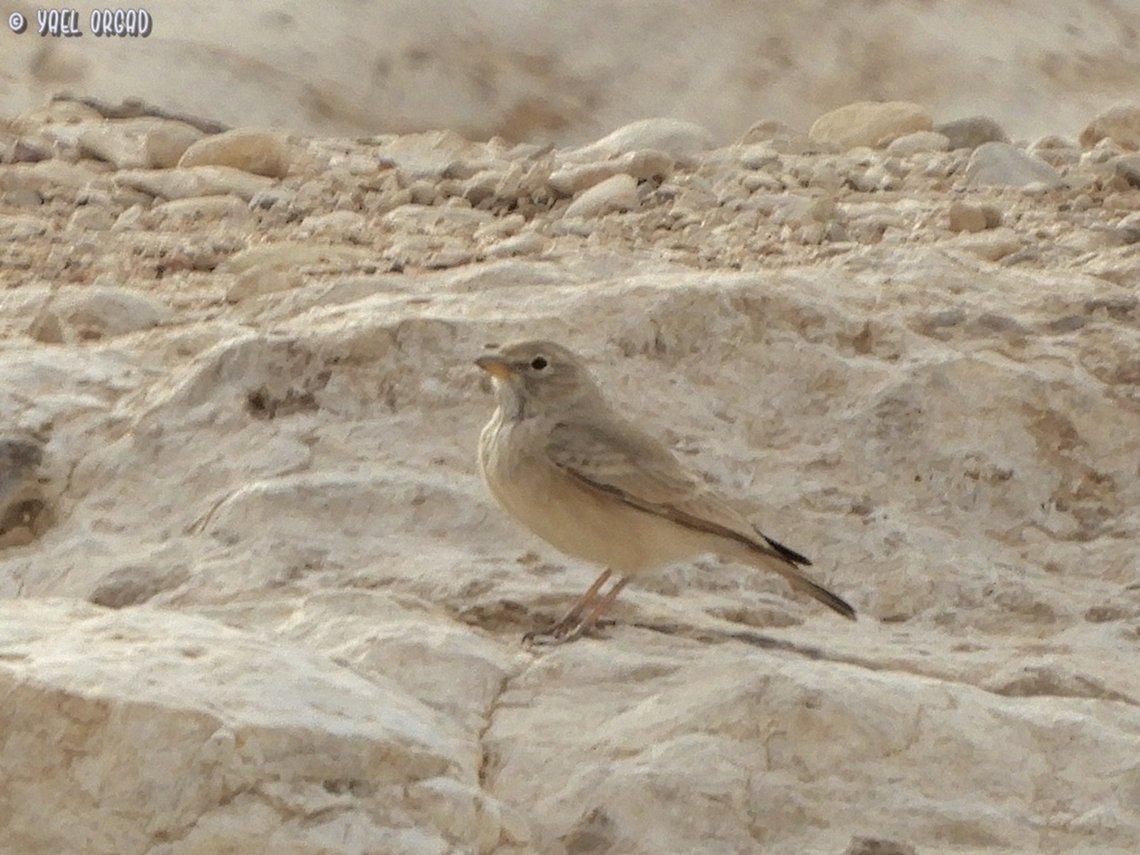 Desert Lark  Ammomanes deserti,Desert lark,Geotagged,Israel,Winter