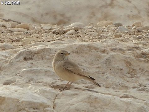 Desert Lark  Ammomanes deserti,Desert lark,Geotagged,Israel,Winter