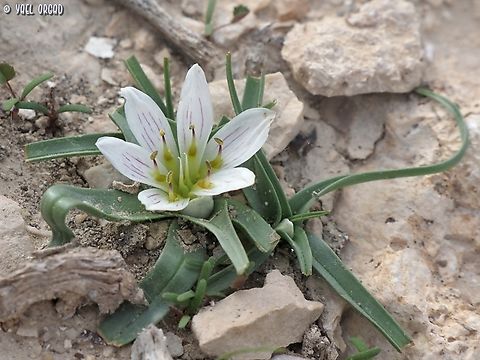 Androcymbium palaestinum  Androcymbium palaestinum,Geotagged,Israel,Winter
