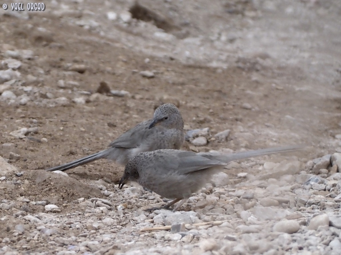 Argya squamiceps - Arabian Babbler  Arabian babbler,Argya squamiceps,Geotagged,Israel,Winter