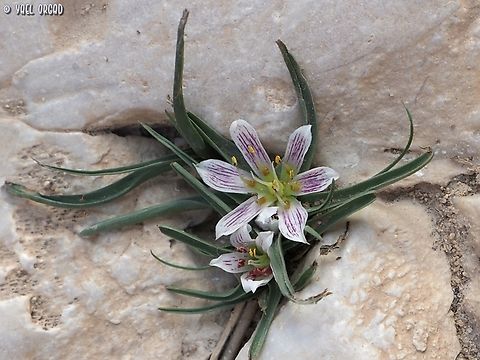 Androcymbium palaestinum  Androcymbium palaestinum,Geotagged,Israel,Winter
