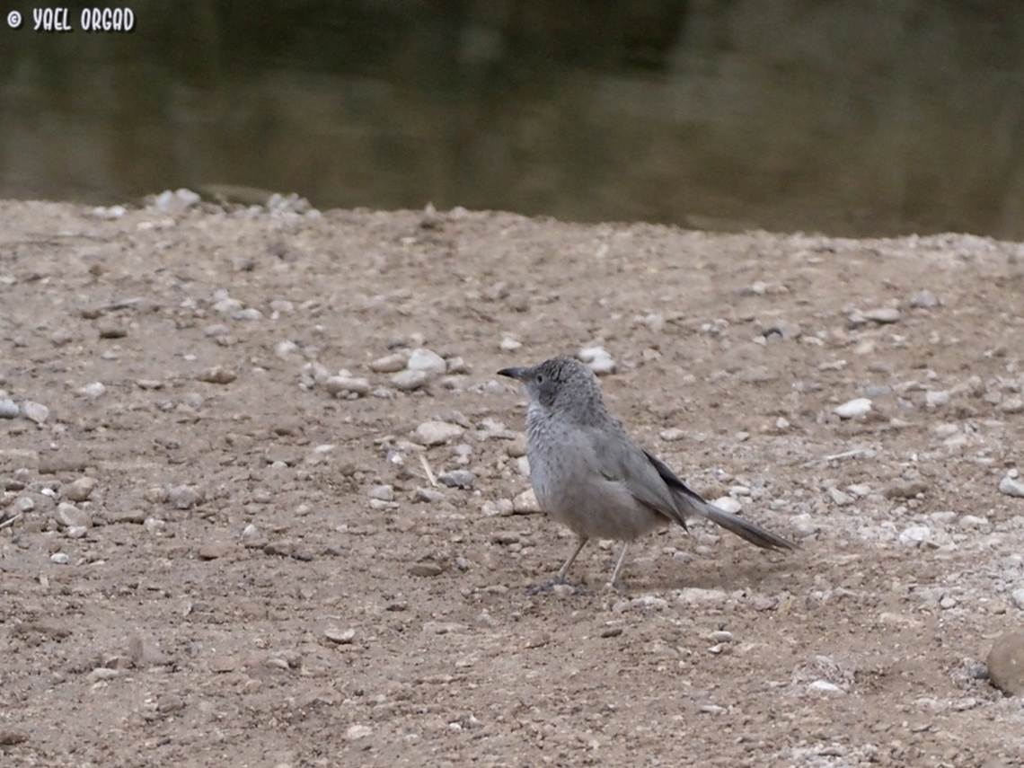 Argya squamiceps  Arabian babbler,Argya squamiceps,Geotagged,Israel,Winter