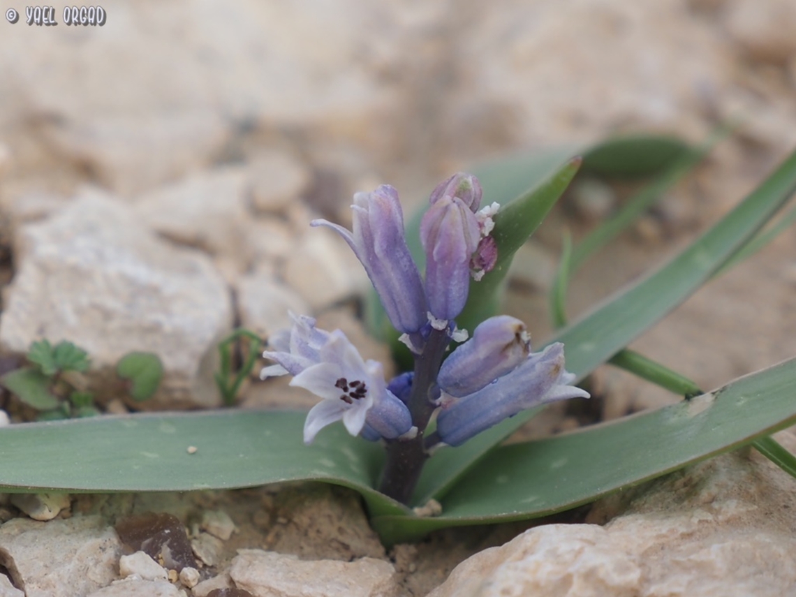 Bellevalia desertorum  Bellevalia desertorum,Geotagged,Israel,Winter
