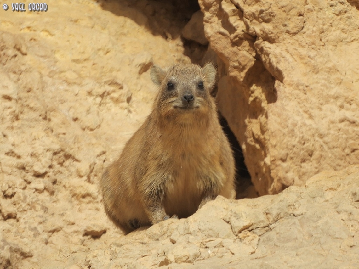 Procavia capensis  Geotagged,Israel,Procavia capensis,Rock hyrax,Winter