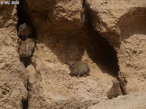 Procavia capensis  Geotagged,Israel,Procavia capensis,Rock hyrax,Winter