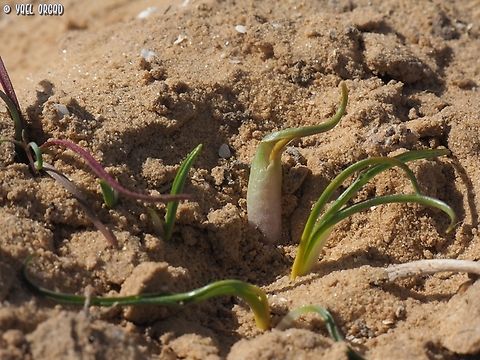 Biarum olivieri  Biarum olivieri,Geotagged,Israel,Winter