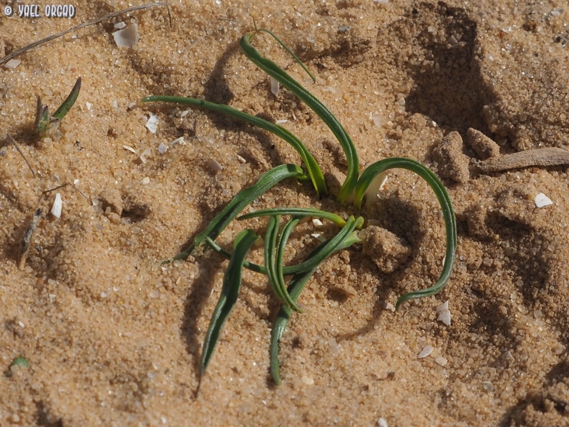 Biarum olivieri  Biarum olivieri,Geotagged,Israel,Winter