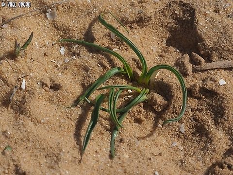 Biarum olivieri  Biarum olivieri,Geotagged,Israel,Winter