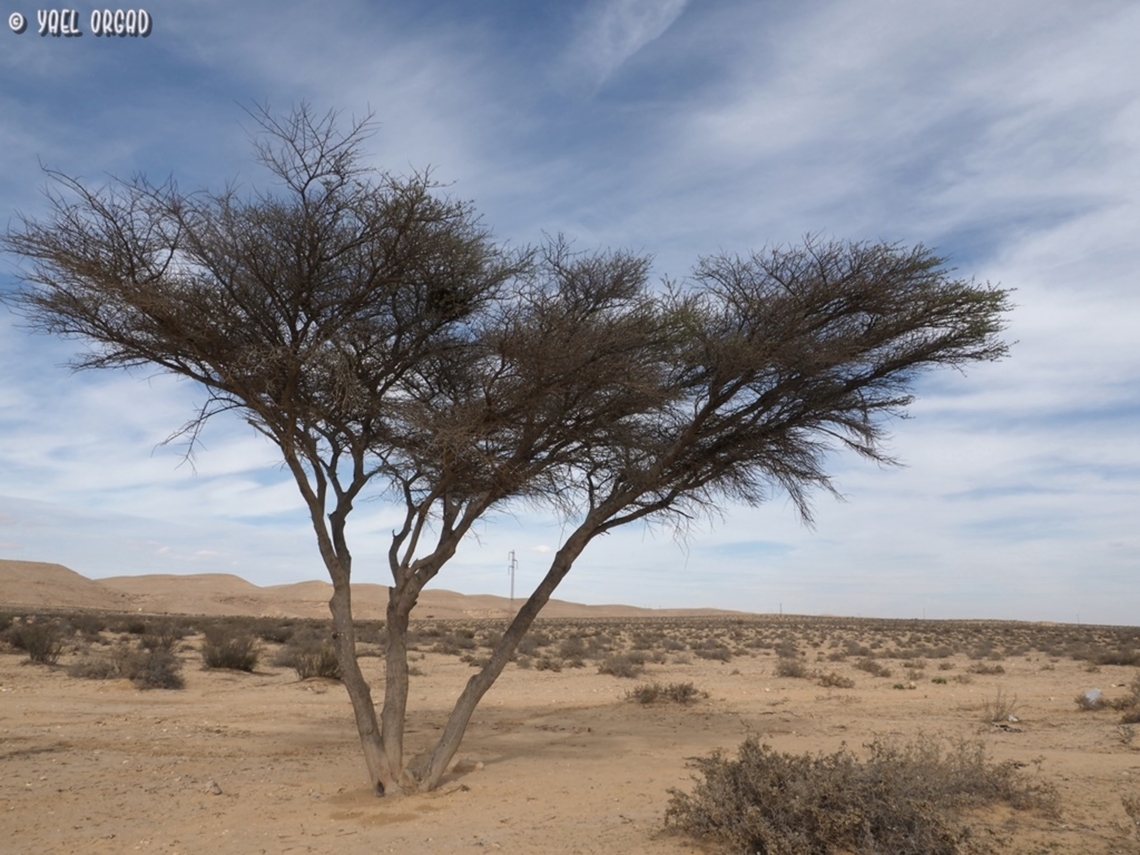 Vachellia tortilis  Geotagged,Israel,Umbrella thorn acacia,Vachellia tortilis,Winter