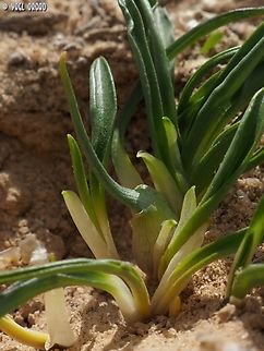 Biarum olivieri  Biarum olivieri,Geotagged,Israel,Winter