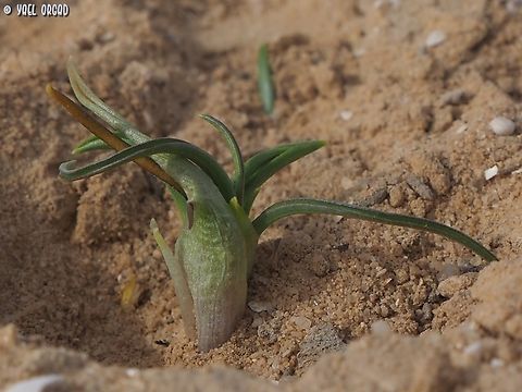 Biarum olivieri  Biarum olivieri,Geotagged,Israel,Winter