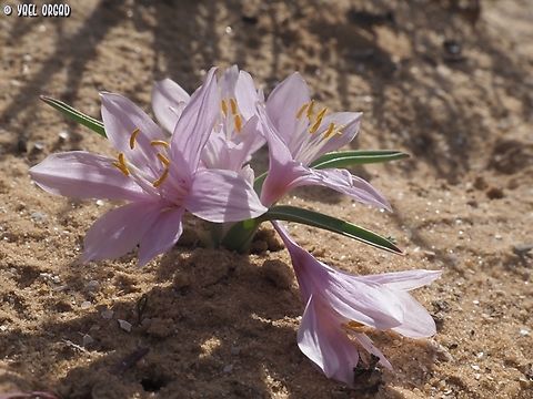 Colchicum ritchii  Colchicum ritchii,Egyptian Autumn Crocus,Geotagged,Israel,Winter