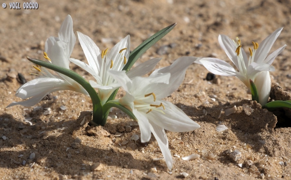 Colchicum ritchii  Colchicum ritchii,Egyptian Autumn Crocus,Geotagged,Israel,Winter