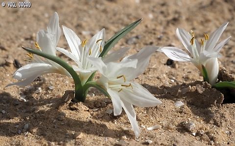 Colchicum ritchii  Colchicum ritchii,Egyptian Autumn Crocus,Geotagged,Israel,Winter