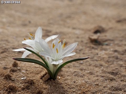 Colchicum ritchii  Colchicum ritchii,Egyptian Autumn Crocus,Geotagged,Israel,Winter