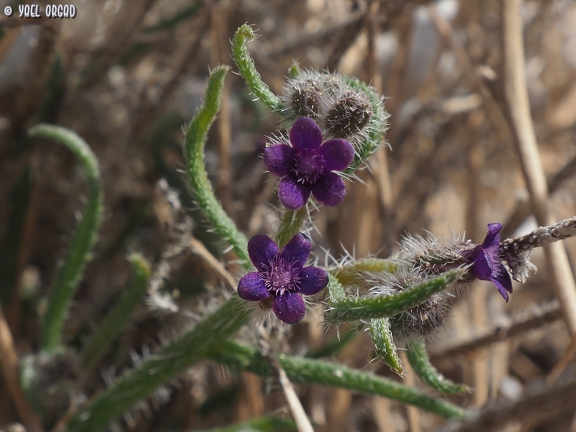 Hormuzakia negevensis  Geotagged,Hormuzakia negevensis,Israel,Winter
