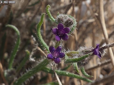 Hormuzakia negevensis  Geotagged,Hormuzakia negevensis,Israel,Winter