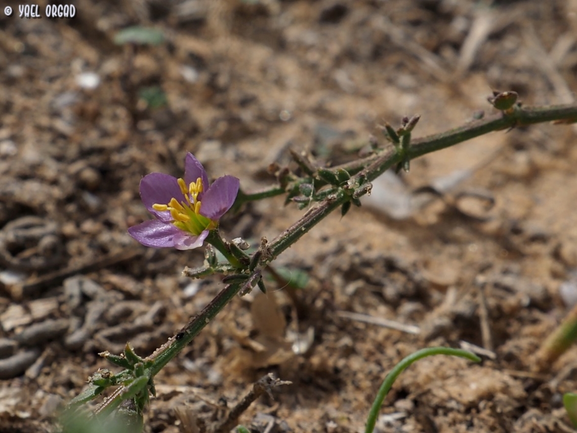 Fagonia glutinosa  Fagonia glutinosa,Geotagged,Israel,Winter