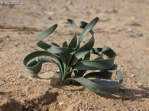 Pancratium sickenbergeri  Geotagged,Israel,Pancratium sickenbergeri,Rain flower,Winter