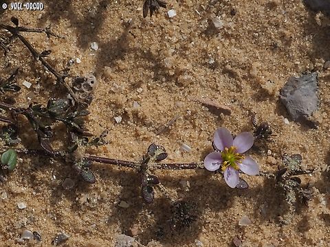 Fagonia glutinosa  Fagonia glutinosa,Geotagged,Israel,Winter