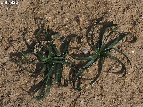 Prospero hanburyi  Geotagged,Israel,Prospero hanburyi,Winter
