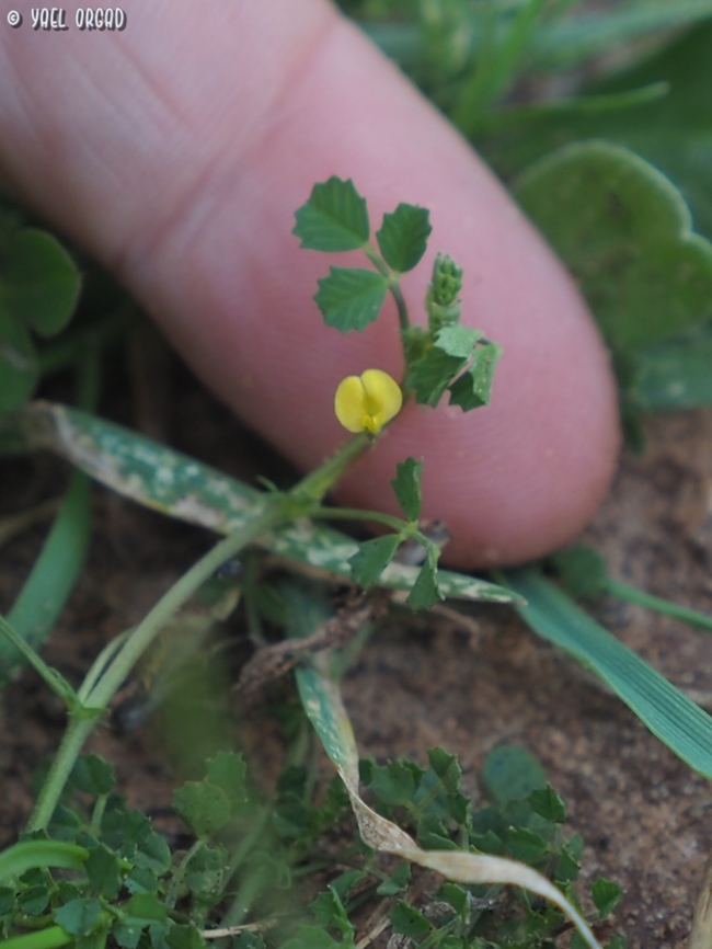 Medicago hypogaea I know it as Factorovskya aschersoniana - such a tiny flower with such a l...o...n...g name, carrying 2 distinguished botanists on its miniscule shoulders... but they changed it to medick, so now it&#039;s much simpler.  Factorovskya aschersoniana,Geotagged,Israel,Medicago hypogaea,Subterranean Medick,Winter