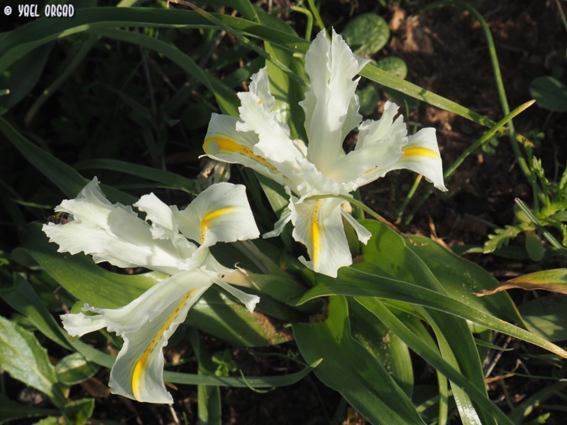 Iris palaestina  Geotagged,Iris palaestina,Israel,Winter