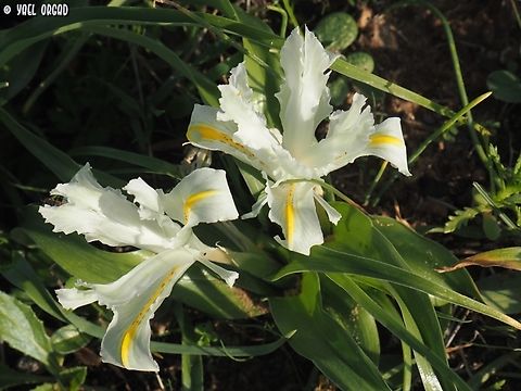 Iris palaestina  Geotagged,Iris palaestina,Israel,Winter
