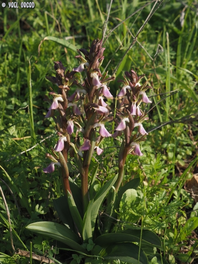 Anacamptis collina  Anacamptis collina,Ancamptis collina,Geotagged,Israel,Winter
