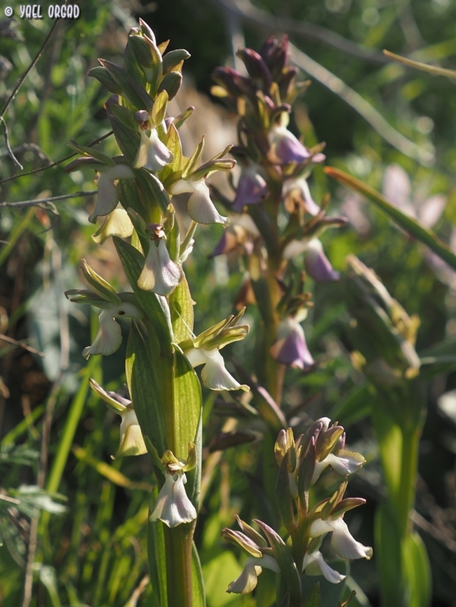 Anacamptis collina  Anacamptis collina,Ancamptis collina,Geotagged,Israel,Winter