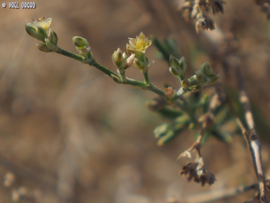 Polycarpaea repens  Geotagged,Israel,Polycarpaea repens,Winter