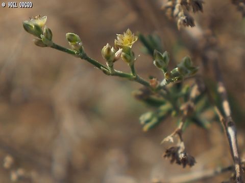 Polycarpaea repens  Geotagged,Israel,Polycarpaea repens,Winter