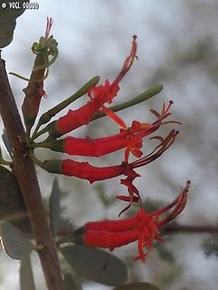 Plicosepalus acaciae  Geotagged,Israel,Plicosepalus acaciae,Winter