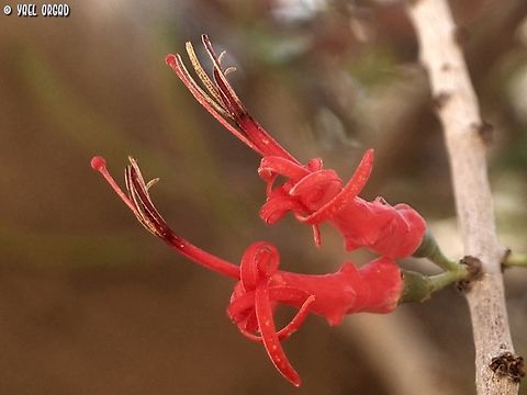 Plicosepalus acaciae a parasite that grows mainly on Acacia trees, yet it has leaves and it does photosynthesis - so it's not fully parasitic.  Geotagged,Israel,Plicosepalus acaciae,Winter