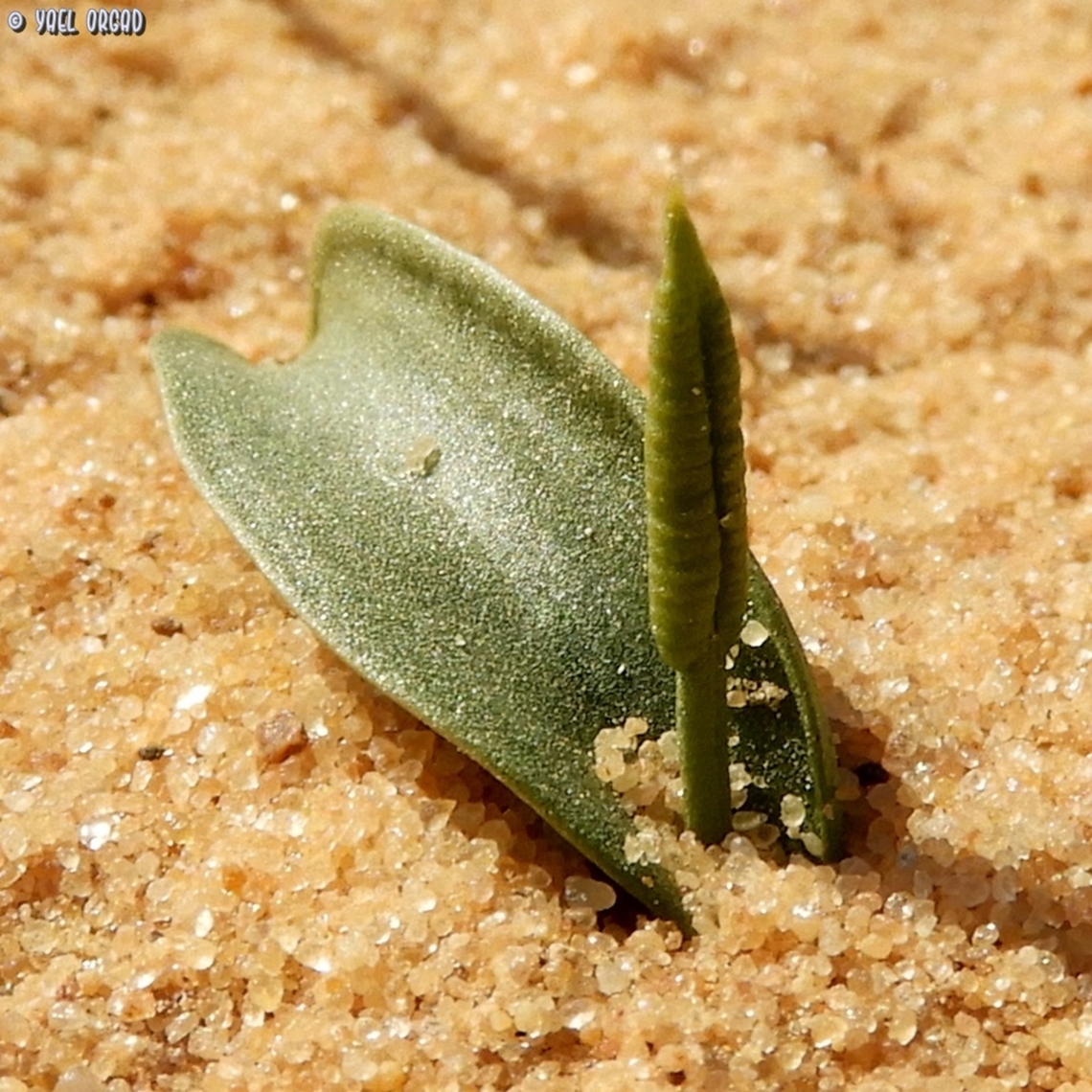 Ophioglossum polyphyllum whoever gave this tiny desert fern its name did a really bad job... <br />
Ophioglossum = Adder&#039;s tongue - this looks more like a rattlesnake&#039;s rattler and not like an Adder&#039;s tongue<br />
polyphyllum = many leaves - this fern has one wide leaf, rarely 2. certainly not many!  Geotagged,Israel,Ophioglossum polyphyllum,Southern Adder's Tongue,Winter