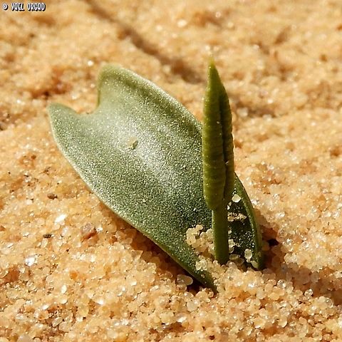 Ophioglossum polyphyllum whoever gave this tiny desert fern its name did a really bad job... 
Ophioglossum = Adder's tongue - this looks more like a rattlesnake's rattler and not like an Adder's tongue
polyphyllum = many leaves - this fern has one wide leaf, rarely 2. certainly not many!  Geotagged,Israel,Ophioglossum polyphyllum,Southern Adder's Tongue,Winter